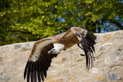 Vulture Flying at Castle Falconry Show