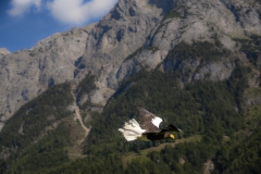 In Flight at the Falconry Show at Hohenwerfen Castle